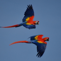 Papageien im Flug