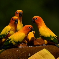 Papageien