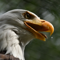 Seeadler