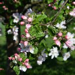 Gefunden-Auch Bad Oeynhausen hat Apfelbäume