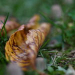 Herbstzeit – Pilzzeit