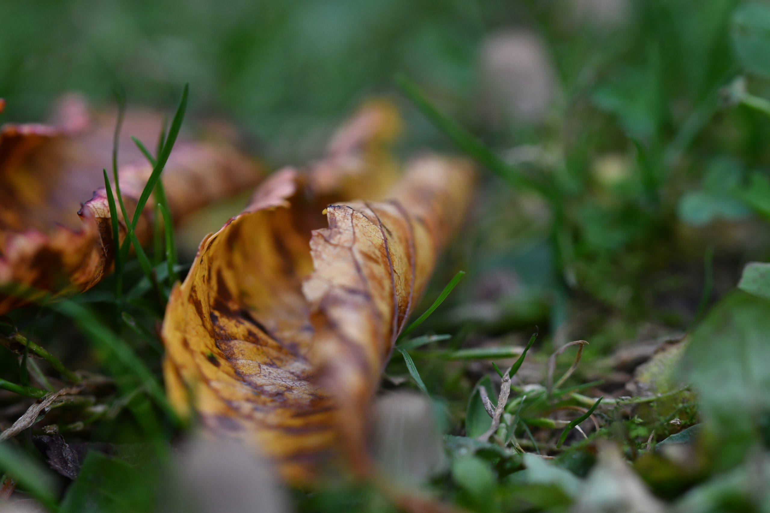 Herbstzeit – Pilzzeit