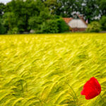 Allein auf weiter Flur.. / Lonesome..