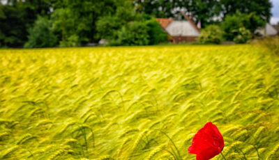 Allein auf weiter Flur.. / Lonesome..